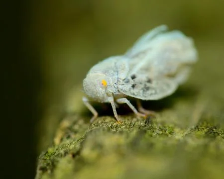 Leafhopper Stock Photos