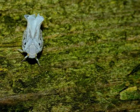 Leafhopper Stock Photos