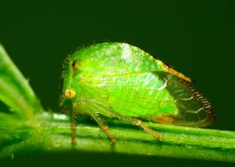 Leafhopper Stock Photos
