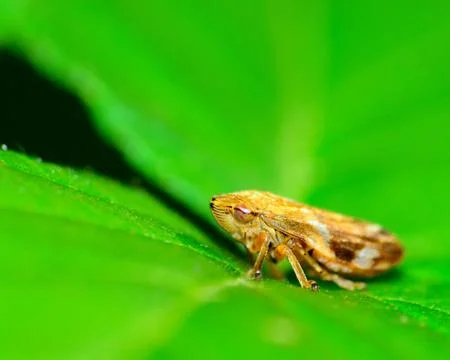 Leafhopper Stock Photos