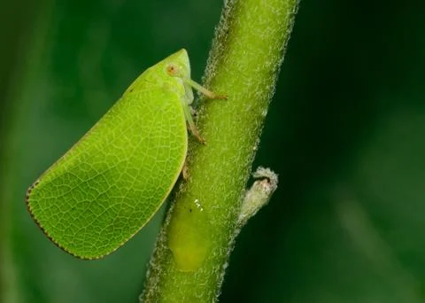 Leafhopper Stock Photos