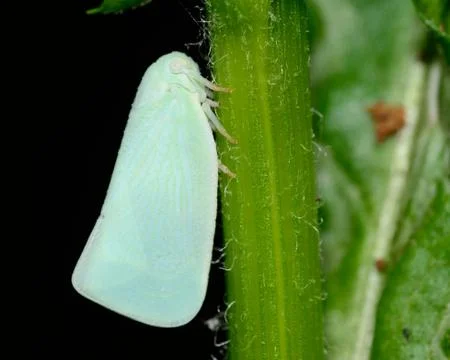 Leafhopper Stock Photos