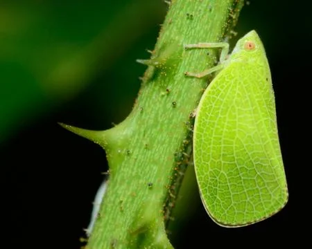 Leafhopper Stock Photos