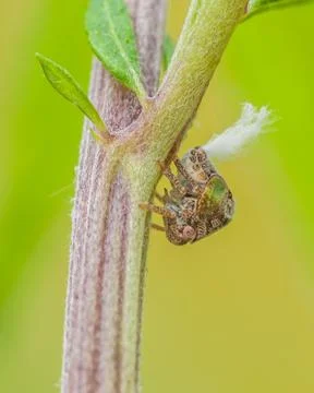 Leafhopper Stock Photos
