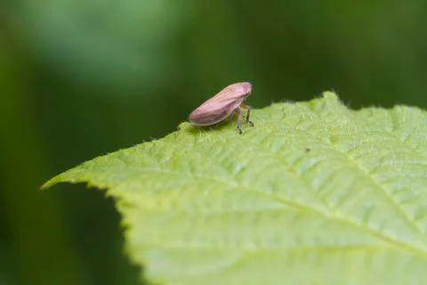Leafhopper Stock Photos