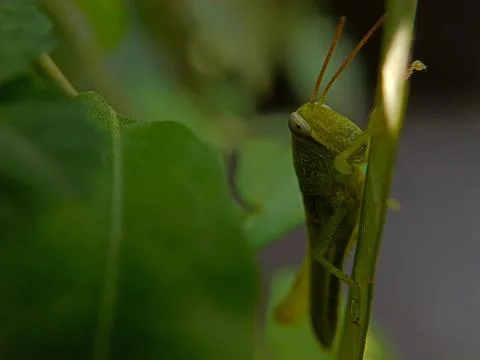 Leafhopper Stock Photos
