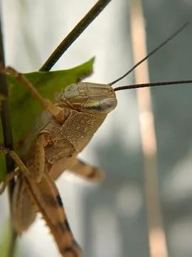 Leafhopper Stock Photos