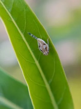 Leafhopper Stock Photos
