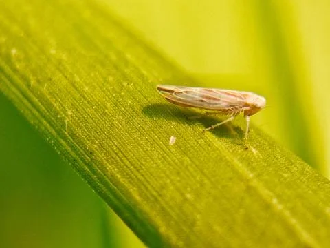 Leafhopper Stock Photos