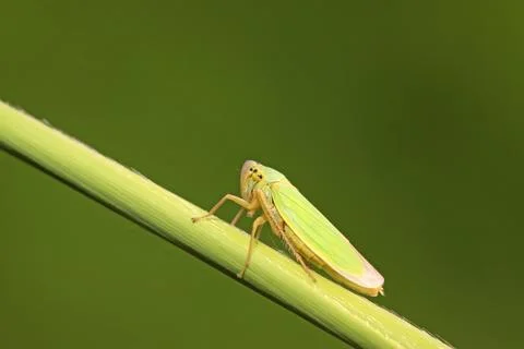 Leafhopper Stock Photos