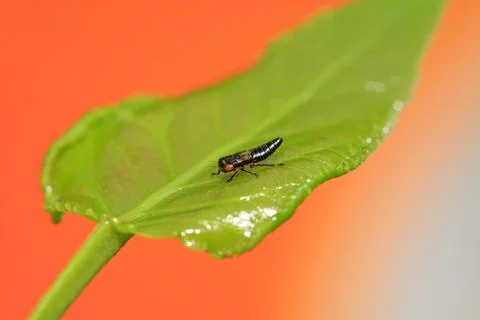 Leafhopper on plant Stock Photos