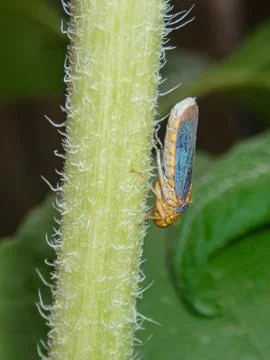 Leafhopper-on-plant-stem Stock-Fotos
