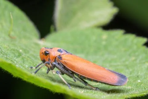 A leafhopper standing on green leaf Foto stock