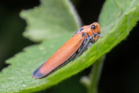 A leafhopper standing on green leaf Stock Photos
