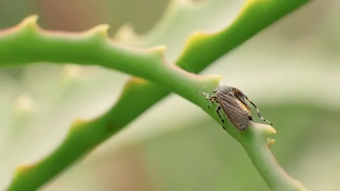 A leafhopper walking on an aloe candelabra leaf, macro slow motion clip captu Stock Footage 312754366