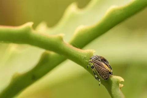 A leafhopper walking on an aloe candelabra leaf, macrophotography captured in Stock Photos