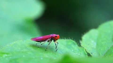 Leafhopper walking on a leaf Stock Footage 11526649