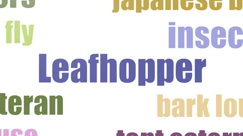 Leafhopper Word Cloud Animated On White Background 스톡 동영상 103659934