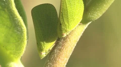 Leafhoppers Stock Footage 8947805