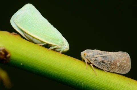 Leafhoppers Stock Photos