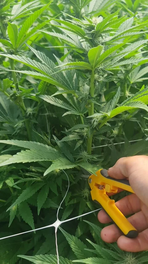 Leafing marihuana for growing better quality. cutting leaf of hemp Stock-Footage 175919226
