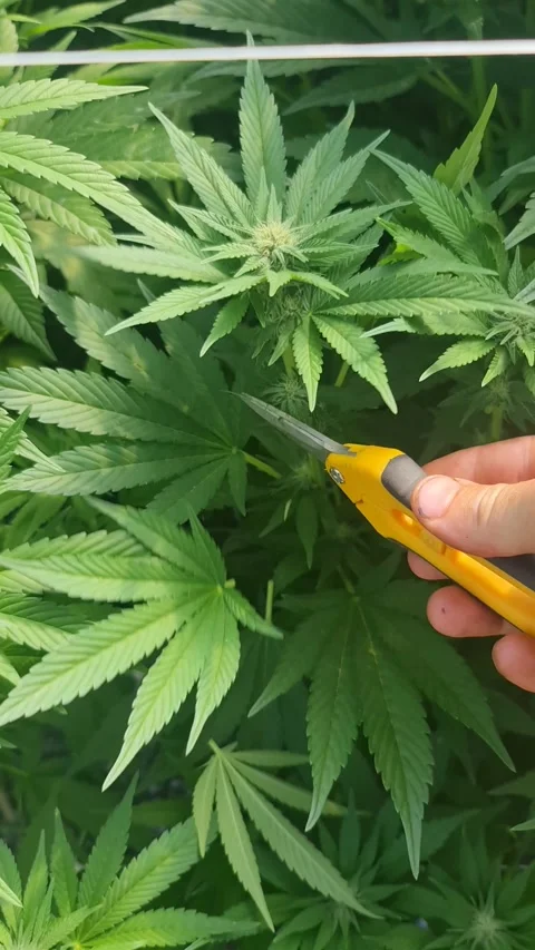 Leafing marihuana for growing better quality. Stock Footage 175919475