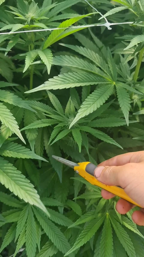 Leafing marihuana for growing better quality. cutting leaf of hemp Vídeo Stock 175922543