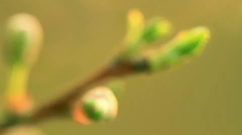 Leafing season. Видео 10896131