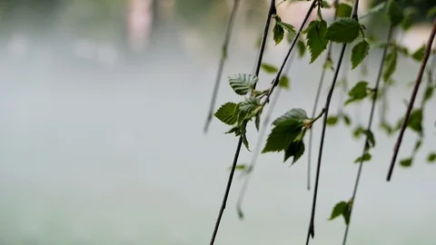 Leafing trees during storms, rain, fog and splashes on a street Stock Footage 107913006