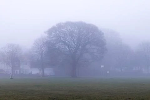 Leafles winter trees in the mist 写真素材