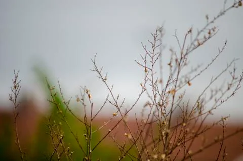 Leafless and Flowerless Branches Stock Photos