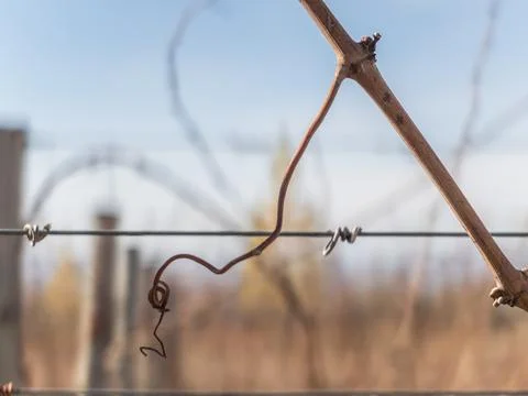 Leafless and fruitless leafless and fruitless veins of a vitis vinifera Foto stock