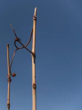 Leafless and fruitless leafless and fruitless veins of a vitis vinifera Foto stock