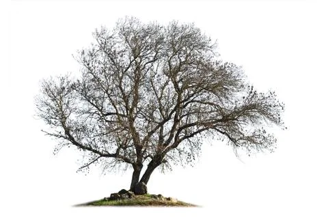 Leafless ash-tree isolated on white Stock Photos