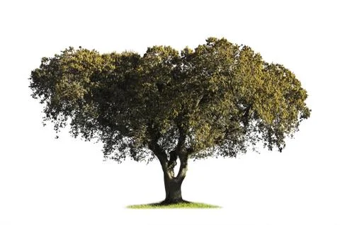 Leafless ash-tree isolated on white Stock Photos