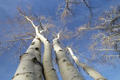 Leafless aspen trees Stock Photos