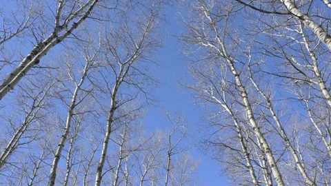 Leafless aspen trees sway in a strong wind. The sky bright blue. Stock Footage 156252500