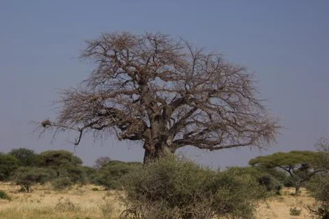 Leafless babobab in the african steppe on a cloudless day Stock Photos