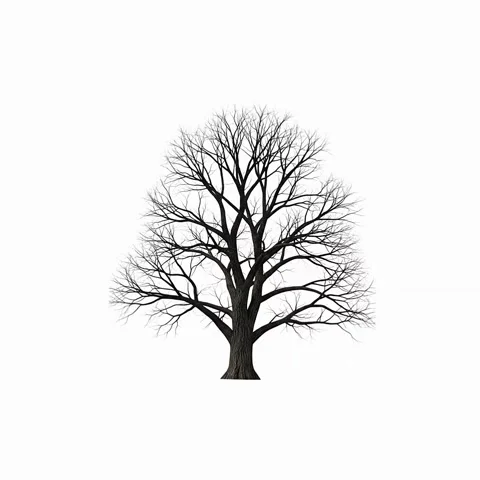 A leafless bare tree with complex branch structure isolated on a pure white Stock Footage 341906043