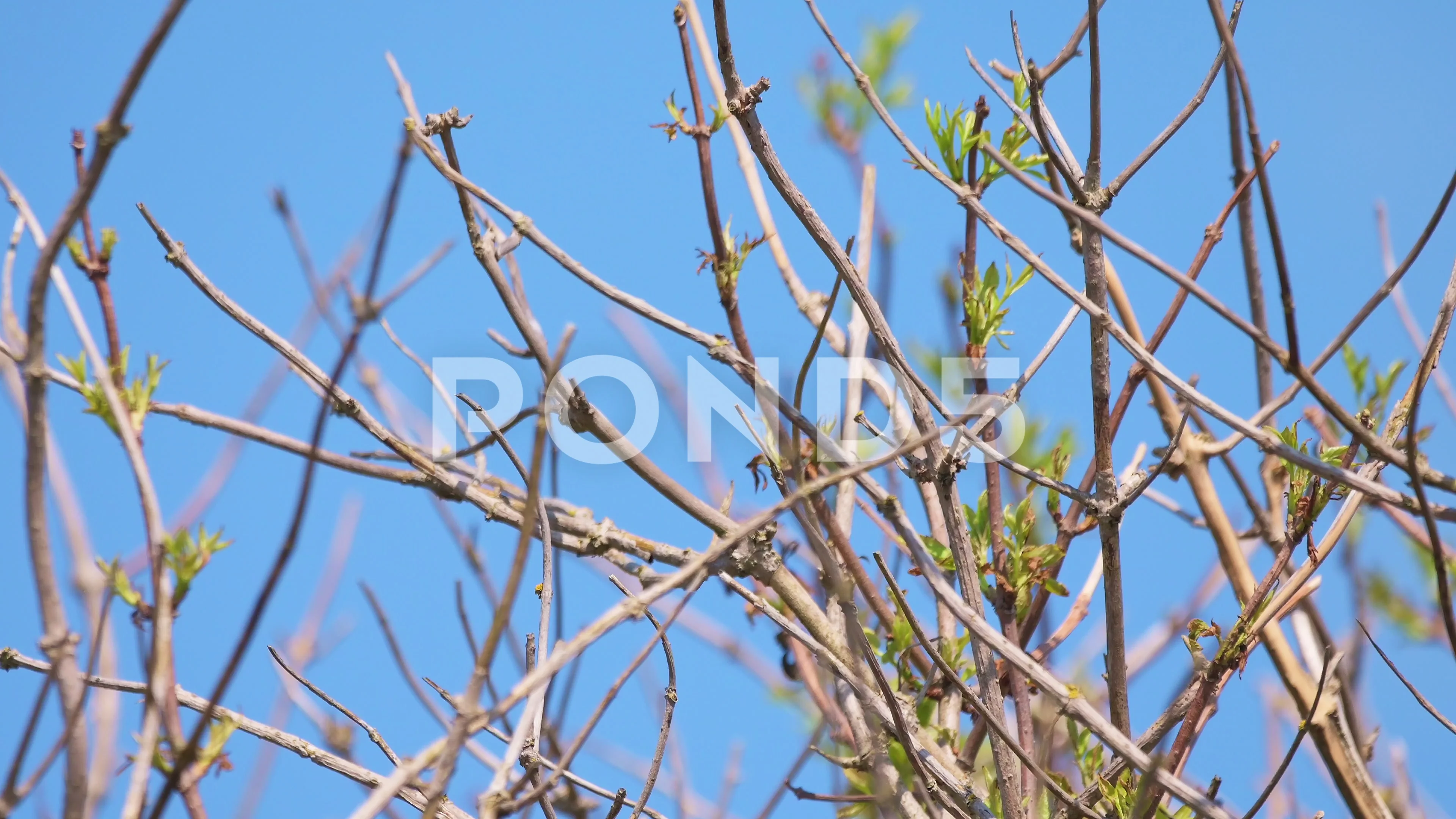 Leafless bare tree, twigs swaying in breeze against blue sky in Spring, UK.  4K