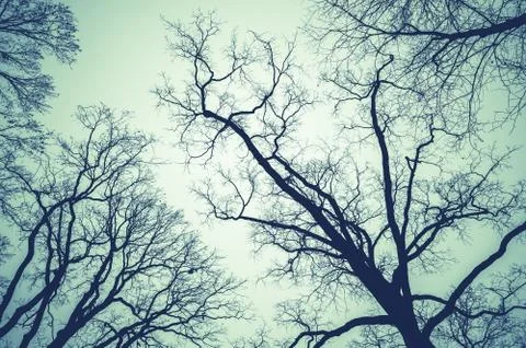 Leafless bare trees over cloudy sky Stock Photos