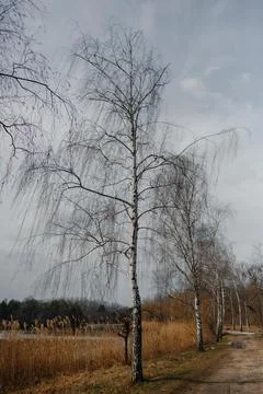 Leafless bare young willow tree waiting for spring. Stock Photos