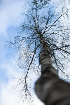 Leafless birch on the background sky Stock Photos