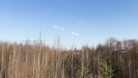 A leafless birch forest under a clear blue sky, an early spring forest scen Stock-Footage 331332790