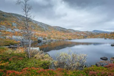Leafless birch tree by a small lake in the mountains on autumn day. Foggy day in Stock Photos