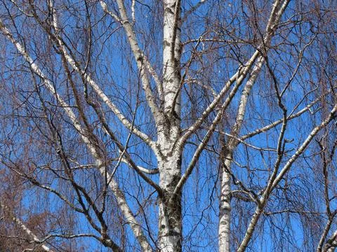 Leafless birch tree in spring Stock Photos