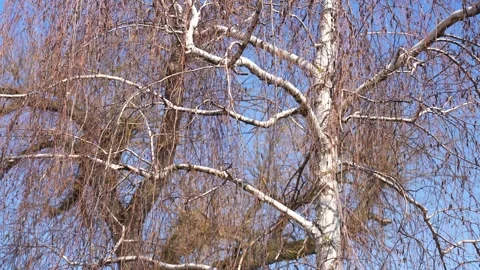 Leafless birch tree swaying in the wind during a sunny winter day Stock Footage 339404827