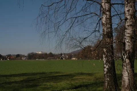 Leafless Birch Trees Beside a Green Meadow Under Blue Sky Stock Photos