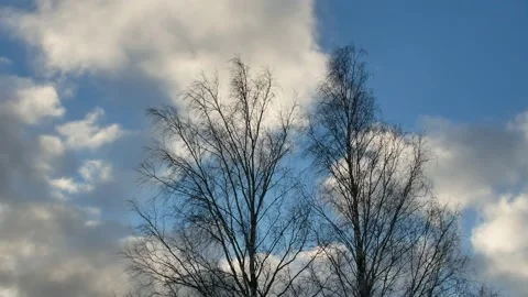 Leafless birch trees in a strong wind Stock-Footage 169345198