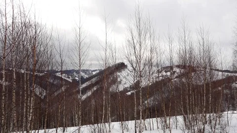 Leafless birch trees swinging in the wind someday dreary winter Stock Footage 71817954